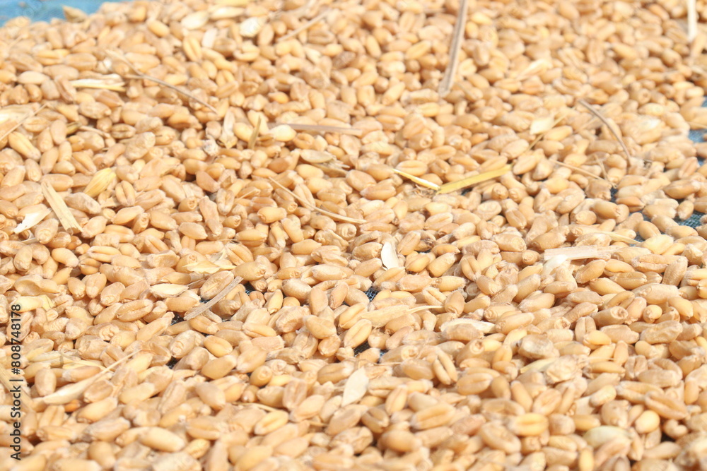 ripe wheat seeds on farm ripe wheat seeds on farm