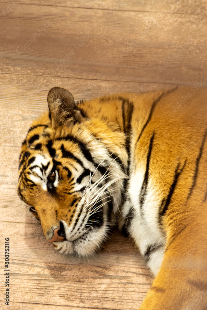 Naklejka premium Vertical close up of a tiger sleeping and resting