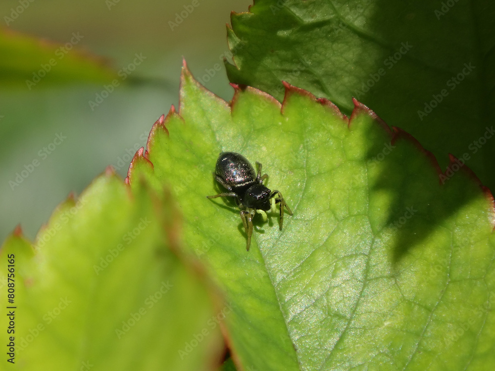 Sun-jumper spider (Heliophanus sp.), female on a rose leaf Sun-jumper spider (Heliophanus sp.), female on a rose leaf