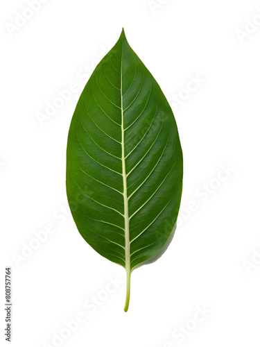 closeup of green leaf isolated on transparent background