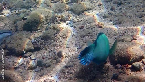 Parrotfish is named due to its beak-like dental bone with strong teeth and brilliant coloration patters, it inhabits coral reefs of the Red Sea together with other exotic fish photo