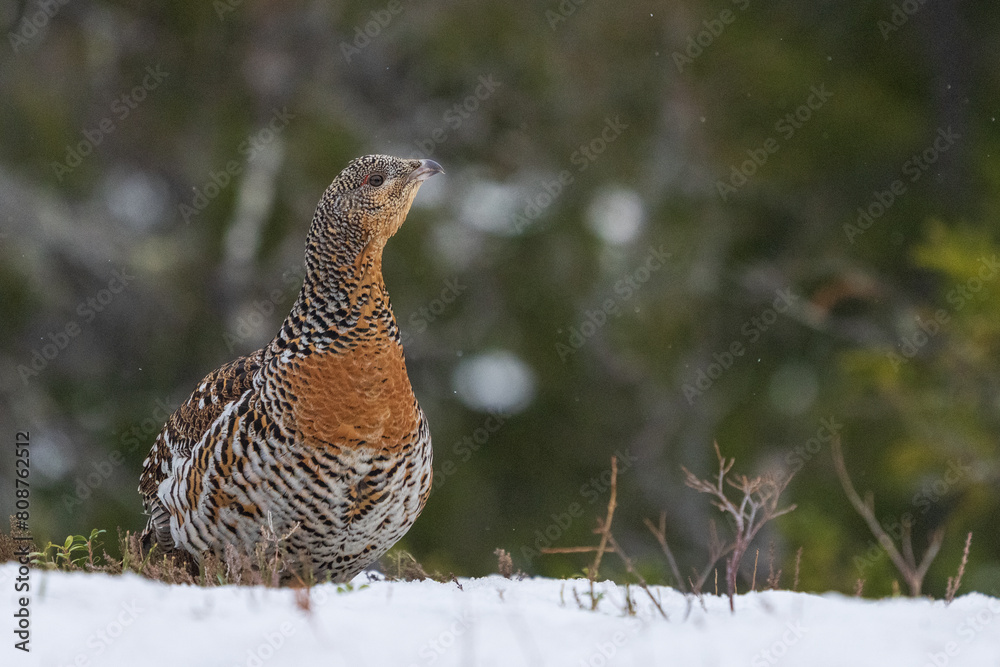 Western capercaillie (Tetrao urogallus) Western capercaillie (Tetrao urogallus)