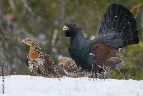 Western capercaillie (Tetrao urogallus) photo