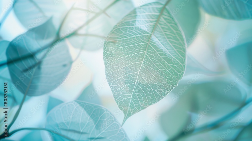 Delicate Skeleton Leaves Close-up, Soft Blue and Light Green Tones, Natural Texture in High Definition, Static Composition with Blurred Foreground Delicate Skeleton Leaves Close-up, Soft Blue and Light Green Tones, Natural Texture in High Definition, Static Composition with Blurred Foreground