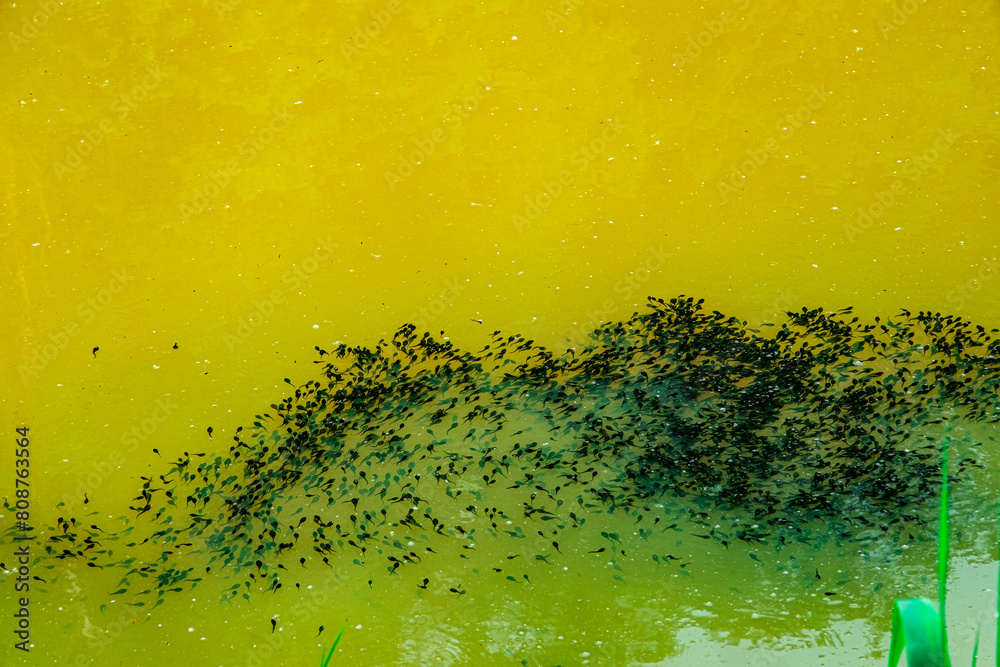 Φωτογραφία Newly laid frog eggs from European common brown frog, Rana temporaria, swimming