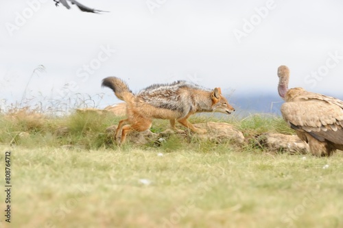 BLACKBACKED JACKAL (Canis mesomelas) competing with CAPE VULTURES (Gyps coprotheres) for scraps at a carcass. Underberg, southern Drakensberg, South Africa