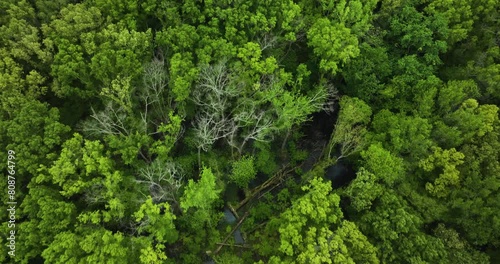 Lush green trees in big cypress tree state park, tennessee, showcasing vibrant forest density, aerial view photo