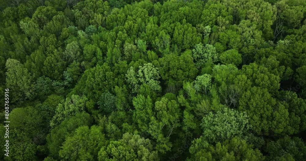Lush greenery in big cypress tree state park, tennessee, showcasing dense forest canopy, aerial view