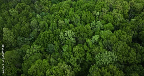 Lush greenery in big cypress tree state park, tennessee, showcasing dense forest canopy, aerial view photo