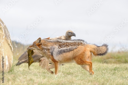 BLACKBACKED JACKAL (Canis mesomelas) competing with CAPE VULTURES (Gyps coprotheres) for scraps at a carcass.  Underberg, southern Drakensberg, South Africa © wolfavni