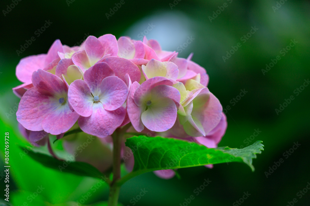 飛鳥の小径のピンク色の紫陽花 飛鳥の小径のピンク色の紫陽花