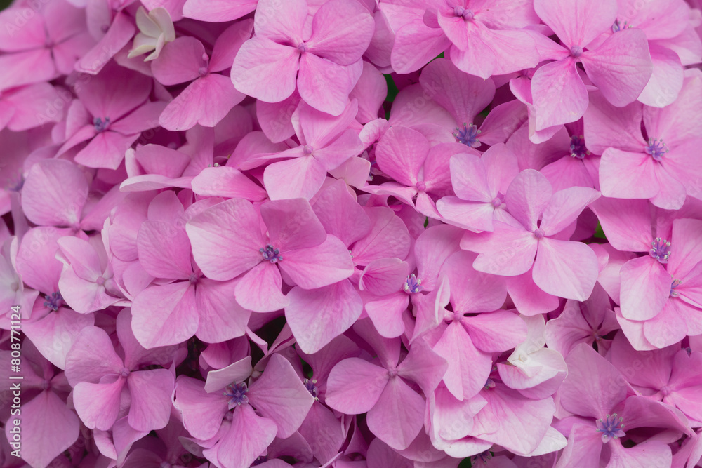 沢山のピンク色の紫陽花の花びら