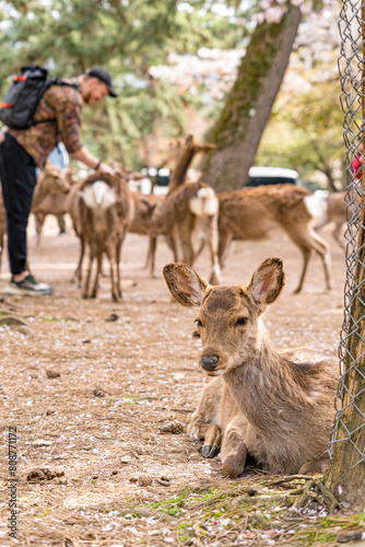奈良公園の鹿に餌をあげる外国人観光客