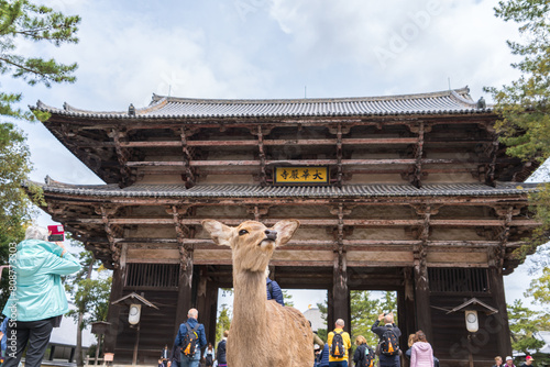東大寺南大門の前で観光客を迎える奈良公園の鹿