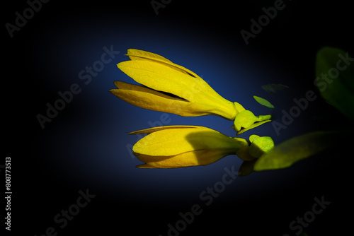 Ylang Ylang flowers or golden flowers on the tree photo