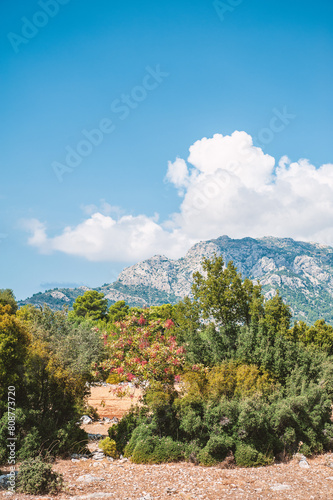 Nature summer background with cloudy sky, mountain hill and trees