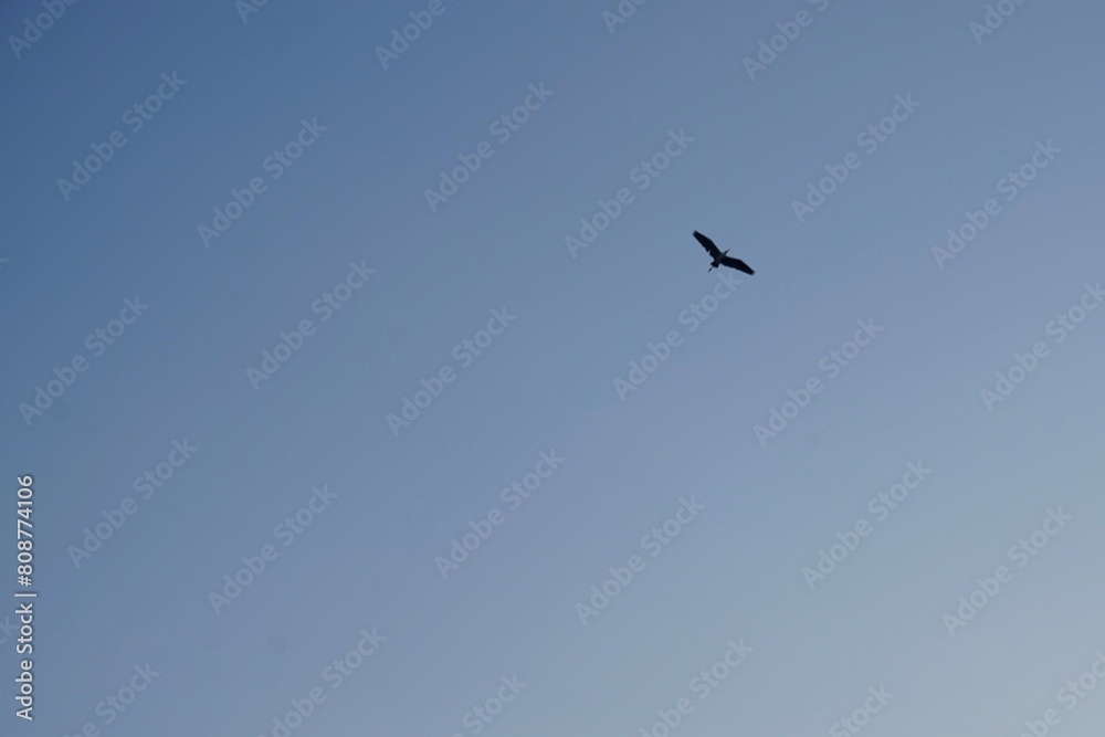 silhouette of a black heron high in the sky.