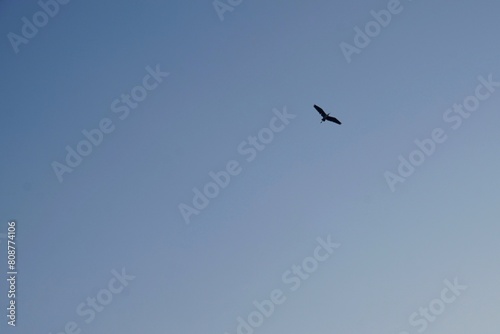 silhouette of a black heron high in the sky.