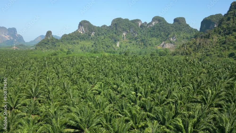 Aerial view of palm oil plantation in the scenic Krabi province, Thailand Aerial view of palm oil plantation in the scenic Krabi province, Thailand