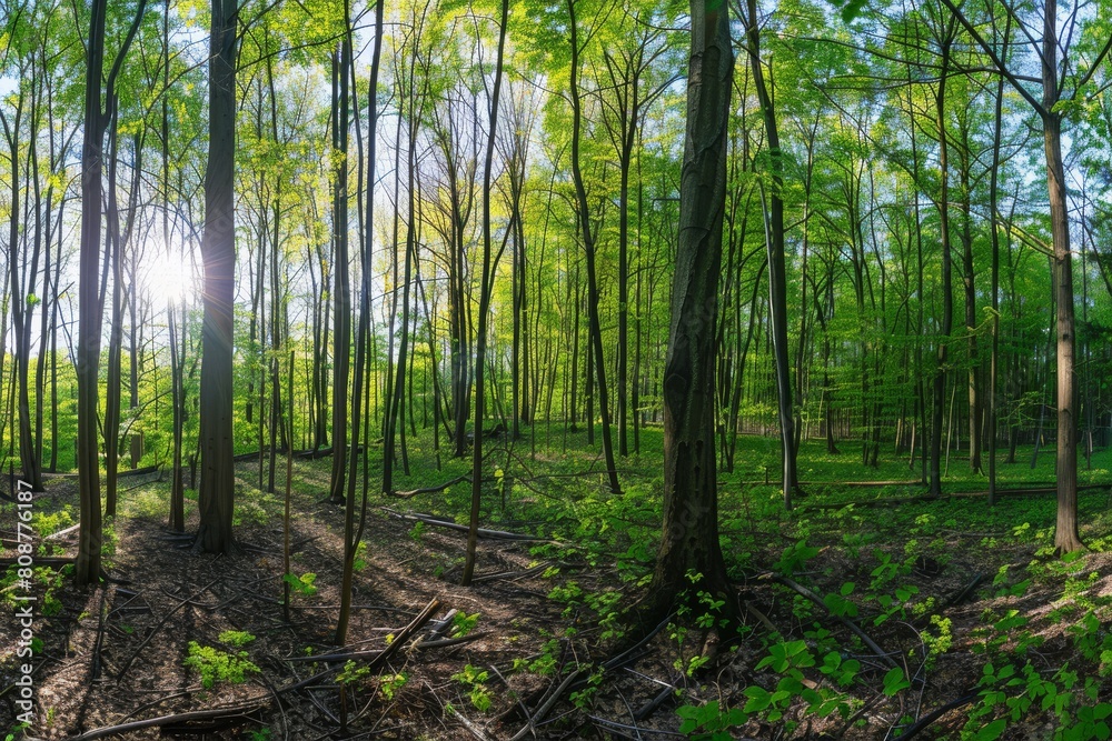 Sunlit Forest Landscape Sunlit Forest Landscape