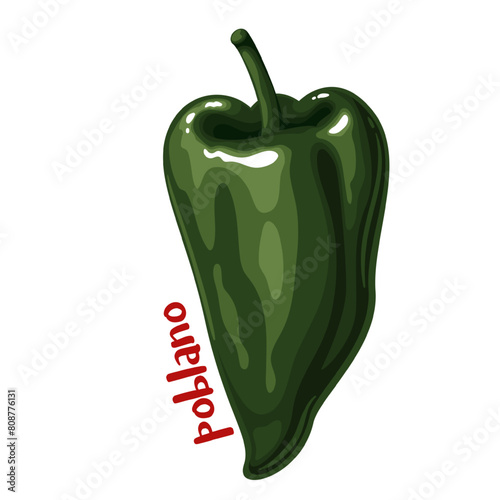 Green pepper with Poblano text, cartoon spice label. Fresh chili pepper of mild flavor on stem for cooking vegetarian dishes and cartoon typography badge of healthy vegetable vector illustration