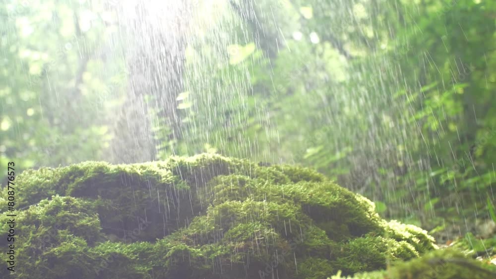Morning summer drizzling rain falls in the forest on stones covered with green moss against the background of the morning rays of the sun. Background in blur and sun glare. Slow motion camera moving