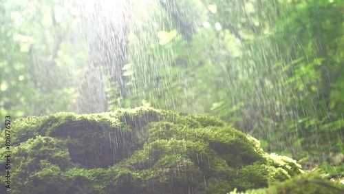 Morning summer drizzling rain falls in the forest on stones covered with green moss against the background of the morning rays of the sun. Background in blur and sun glare. Slow motion camera moving