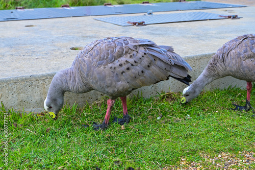 Cereopsis novaehollandiae in Melbourne VIC, Australia