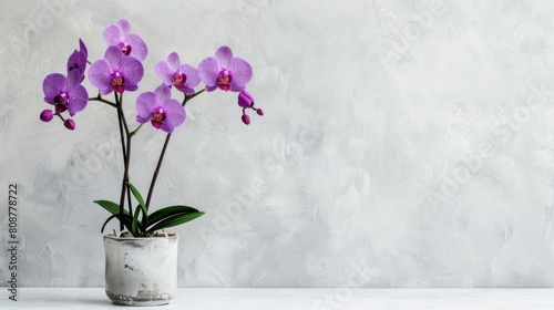 on a white background  a purple tiger orchid in a flowerpot