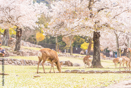 日本の奈良県の奈良公園の桜と鹿たち
