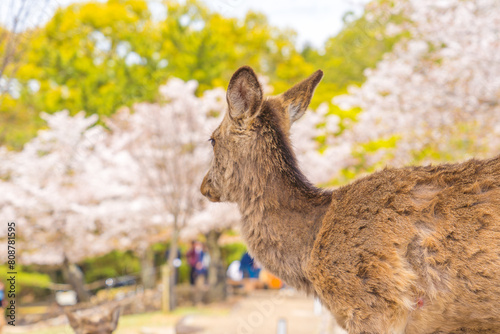 日本の奈良県の奈良公園の桜と鹿たち