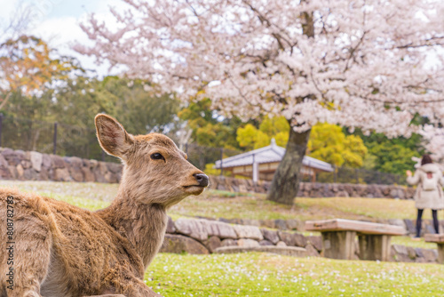 日本の奈良県の奈良公園の桜と鹿たち