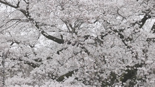 Shinjuku Gyoen National Garden with spring cherry blossom (sakura) in Shinjuku City, Tokyo, japan photo