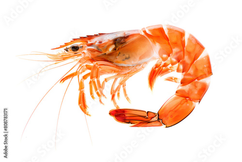 Red cooked tiger king prawn or shrimp isolated on white background with clipping path