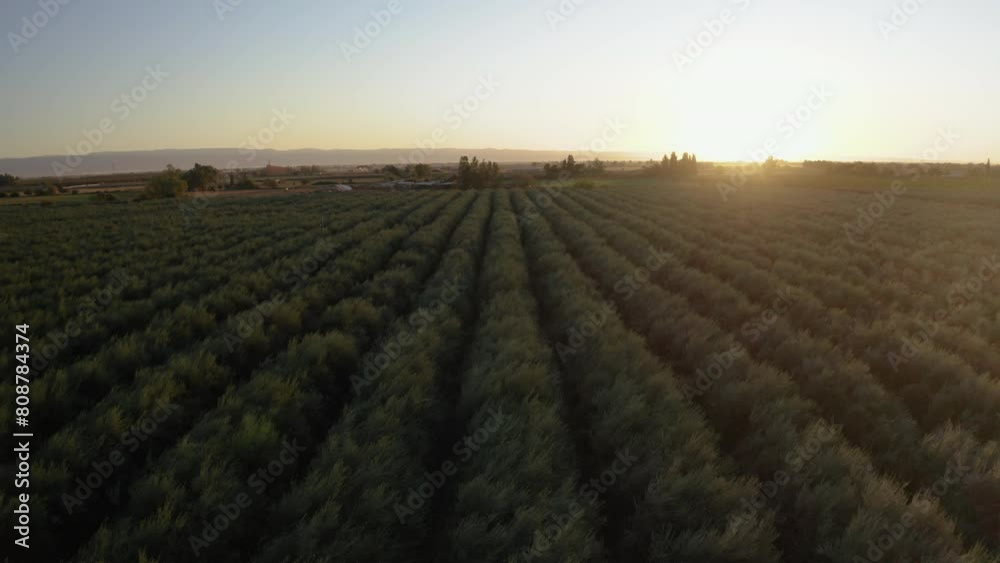Drone shot of a dense olive tree field with a sunset in the background. Drone shot of a dense olive tree field with a sunset in the background.