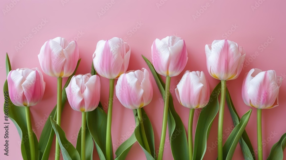 Pink tulips on pink background Pink tulips on pink background