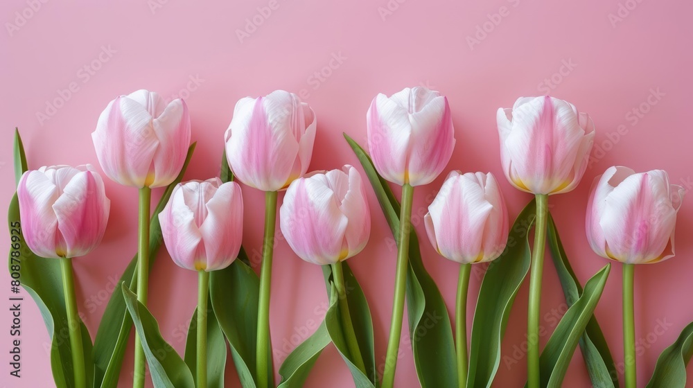 Pink tulips on pink background