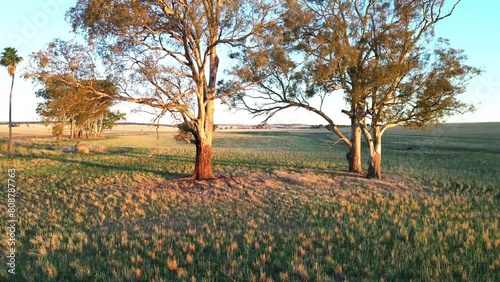 View of the gum trees in vast green grassy field under the blue dusk sky at sunset, Australia photo