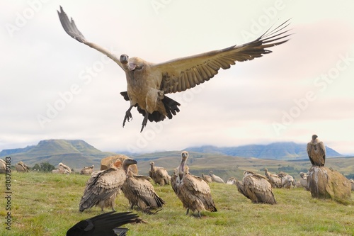 CAPE VULTURES (Gyps coprotheres) gather at a carcass in the Drakensberg foothills, Underberg, Kwazulu Natal, South Africa photo