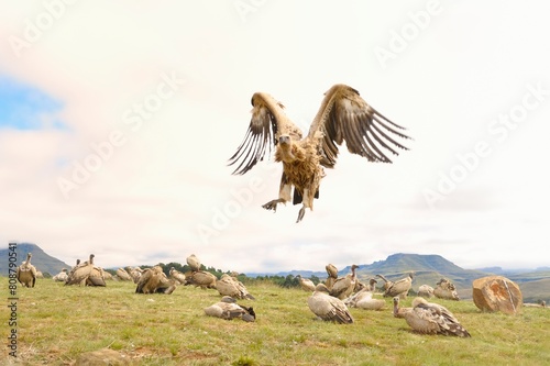 CAPE VULTURES (Gyps coprotheres) gather at a carcass in the Drakensberg foothills, Underberg, Kwazulu Natal, South Africa photo