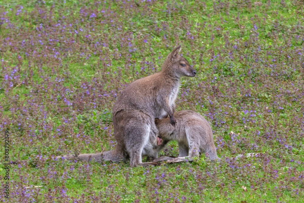 Un jeune Wallaby rentre au chaud Un jeune Wallaby rentre au chaud