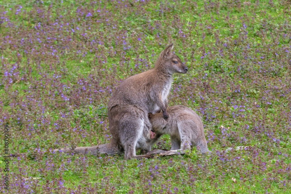 Un jeune Wallaby rentre au chaud 