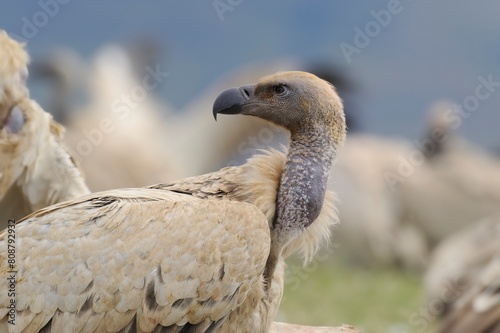 CAPE VULTURE (Gyps coprotheres )> close up of face detail. Cape vulture numbers are dropping alarmingly across their range.  
