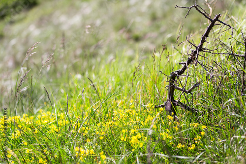 detail of karst vegetation in spring rime