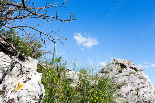 limestone rocks and karst vegetation
