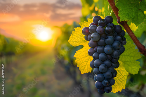 Seedless grape bunch on vine in vineyard at sunset, part of Grapevine family