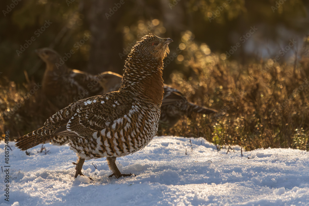 Western capercaillie (Tetrao urogallus) Western capercaillie (Tetrao urogallus)