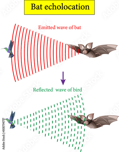 Vector illustration of echolocation system