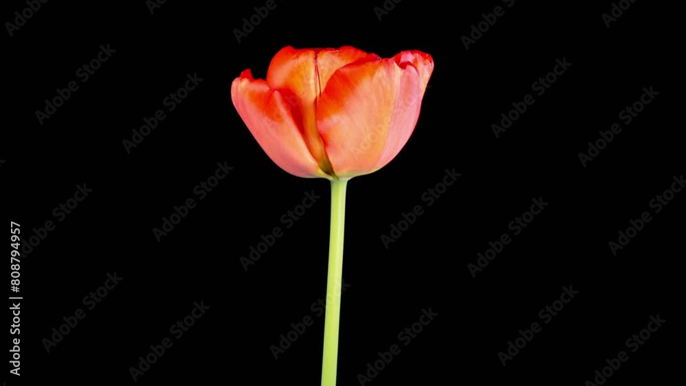 Tulips Blossoms. Beautiful Timelapse of Red Tulip Flower Blooming on Black Background. 4K. Tulips Blossoms. Beautiful Timelapse of Red Tulip Flower Blooming on Black Background. 4K.