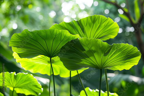 Nature leaves, green tropical forest, backgound illustration concept photo